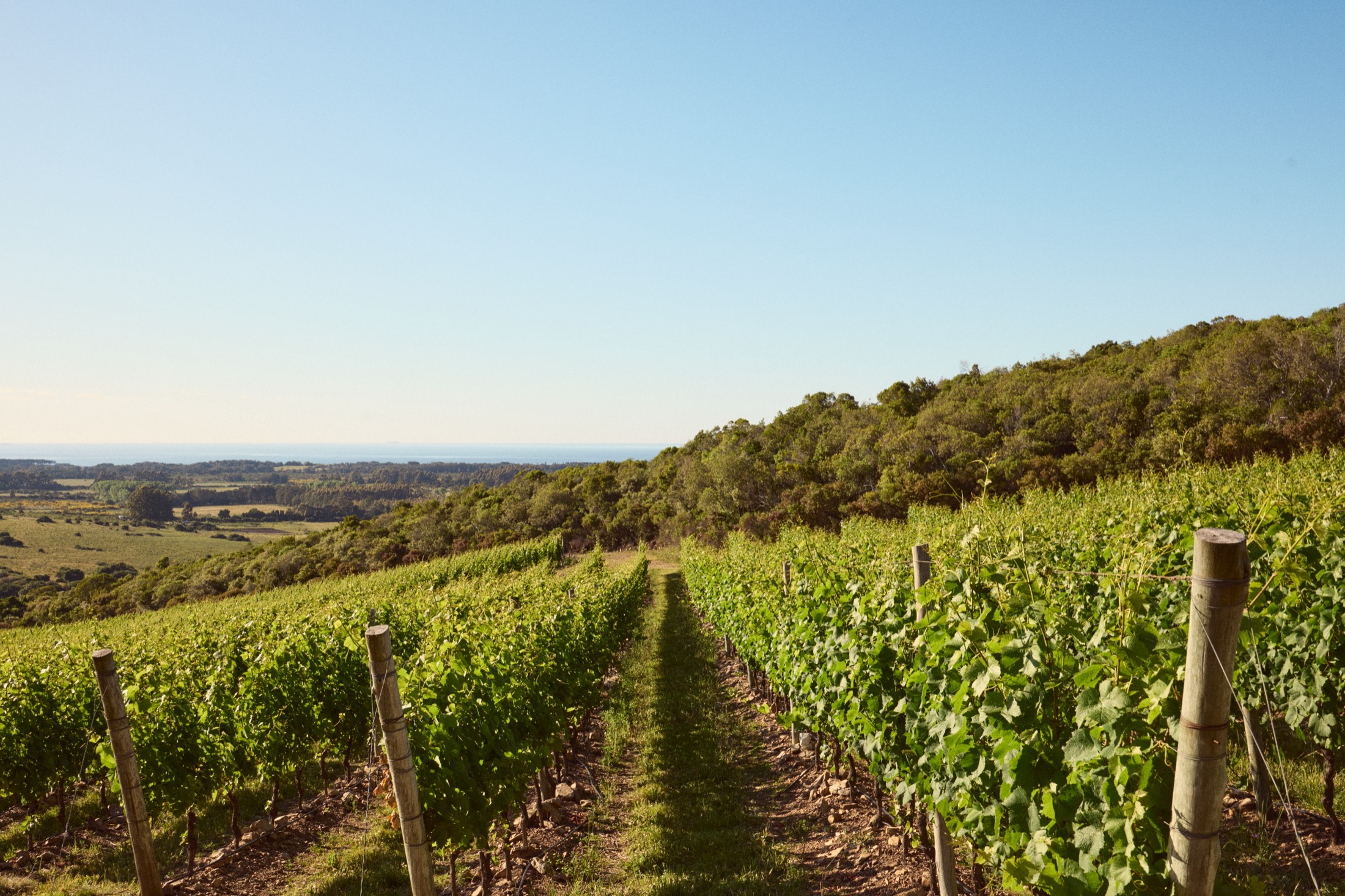Los viñedos de Bodega Las Espinas, con el mar en el horizonte